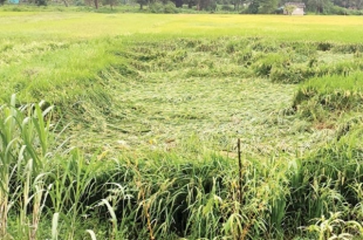 Farmers suffer in last 2 years as crops damaged due to heavy rains, floods