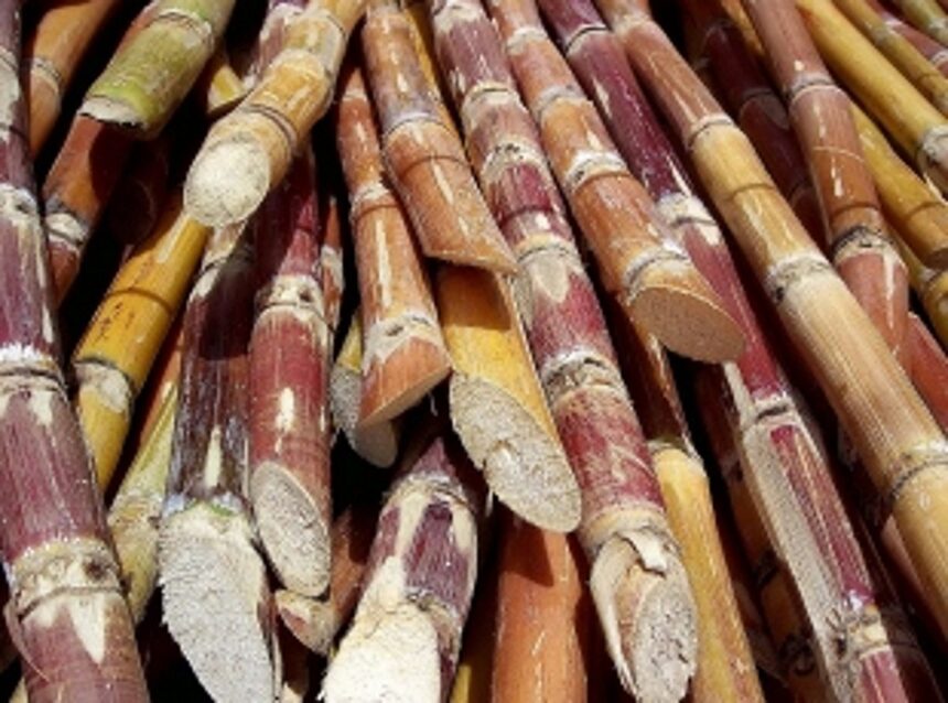 Farmers to agitate over slow pace of sugarcane harvesting 1 Farmers to agitate over slow pace of sugarcane harvesting