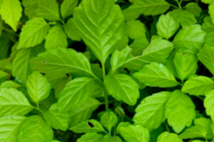 Farmers to get financial aid  for growing medicinal plants