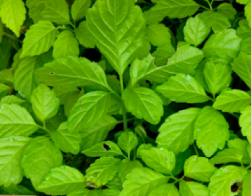 Farmers to get financial aid  for growing medicinal plants