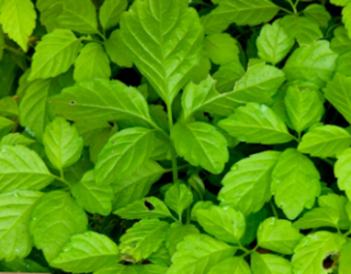 Farmers to get financial aid  for growing medicinal plants