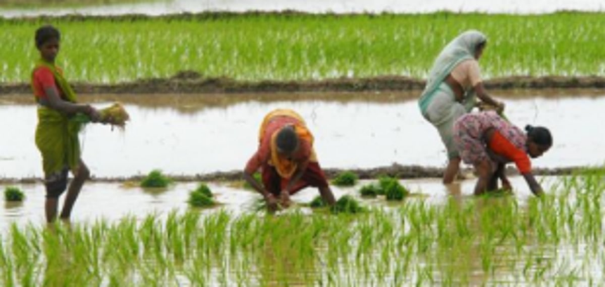 Farmers upset over Agri Dept’s delay in approving harvesting related equipment