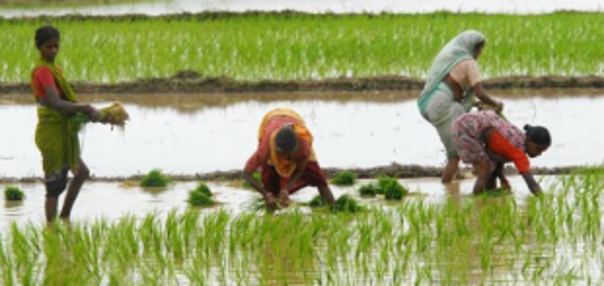 Farmers upset over Agri Dept’s delay in  approving harvesting related equipment