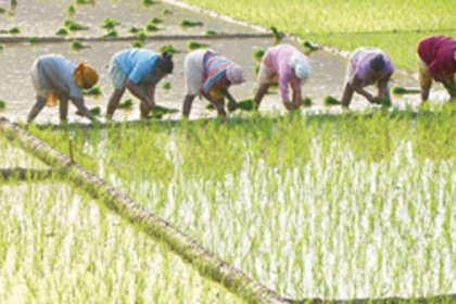 Farmers urge govt to conduct inspection of polluted Pale Tollem