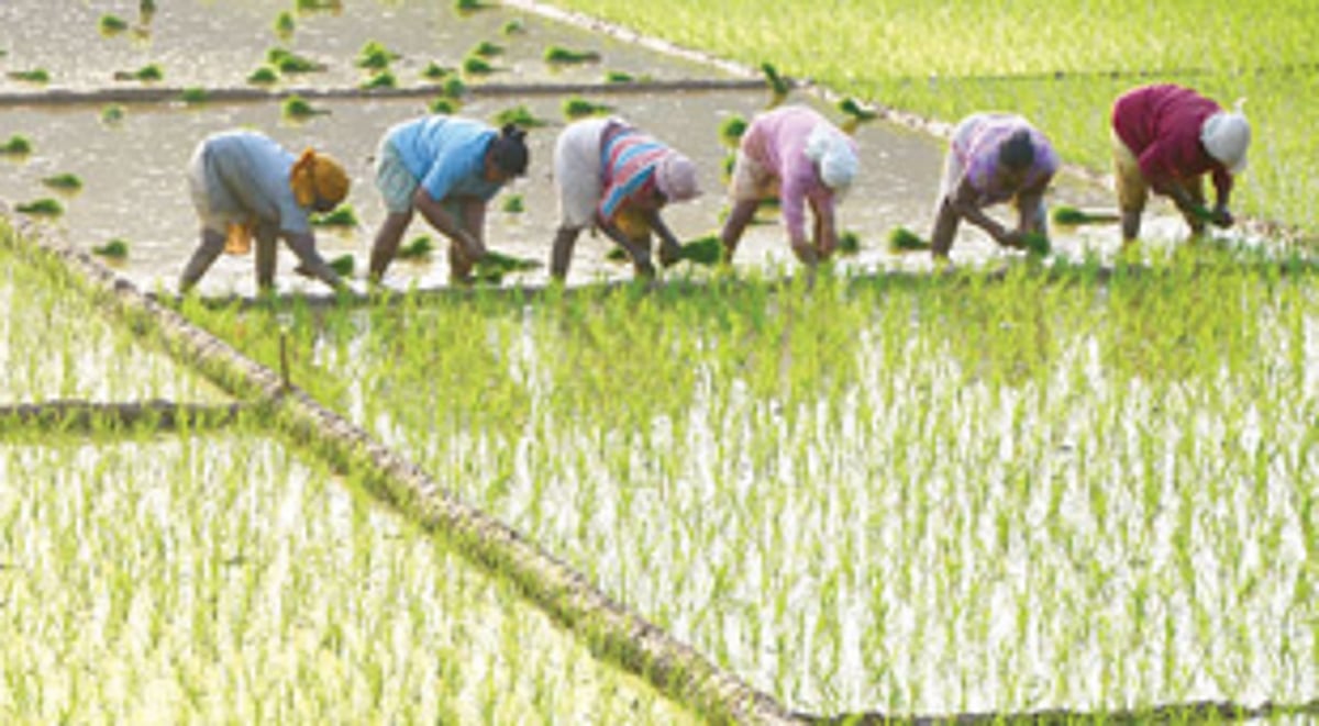 Farmers urge govt to conduct inspection of polluted Pale Tollem