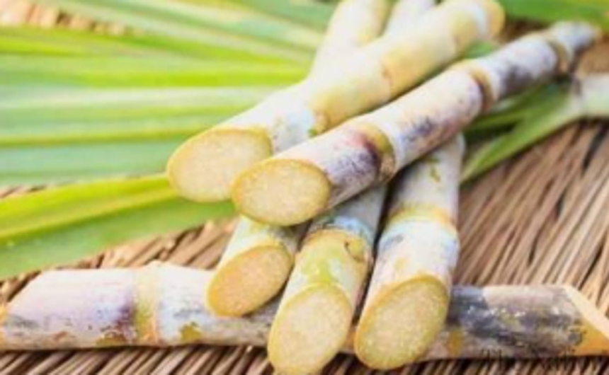 Farmers want govt to restart sugarcane crushing season