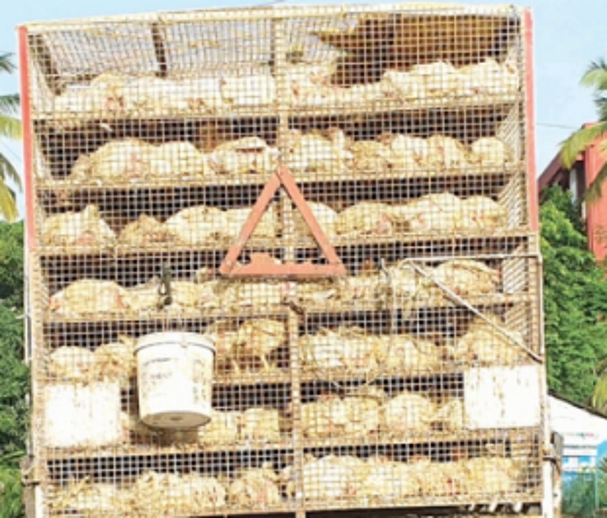 Farmers want govt to revoke inter-State transport ban of chicken and eggs