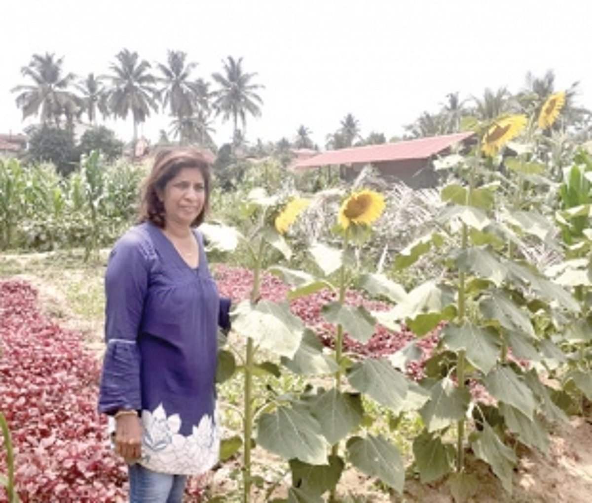 Farming picks up in Salcete taluka post COVID pandemic