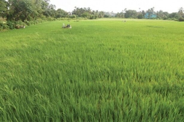 Farms Vs Mansions: The battle for Taleigao