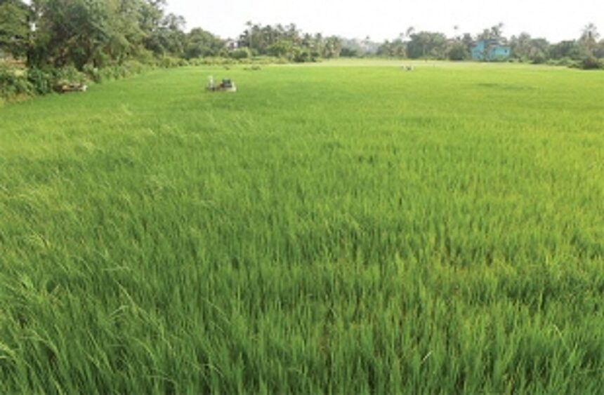 Farms Vs Mansions: The battle for Taleigao 1 Farms Vs Mansions: The battle for Taleigao