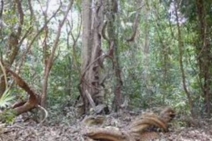 Fate of Mollem Forest Land to Be Decided Today in Bengaluru, Key to Western Ghats Conservation
