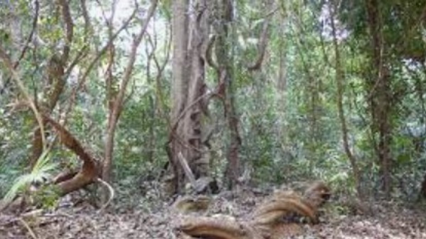 Fate of Mollem Forest Land to Be Decided Today in Bengaluru, Key to Western Ghats Conservation 1 Fate of Mollem Forest Land to Be Decided Today in Bengaluru, Key to Western Ghats Conservation