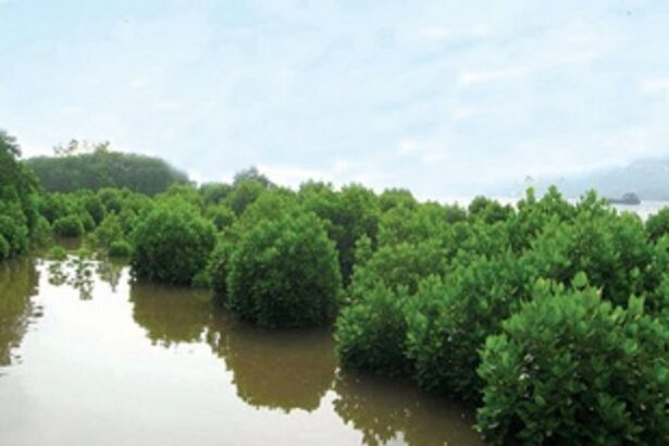 Fate of wetlands: mangroves as ‘bona fide’ colonisers of khazans