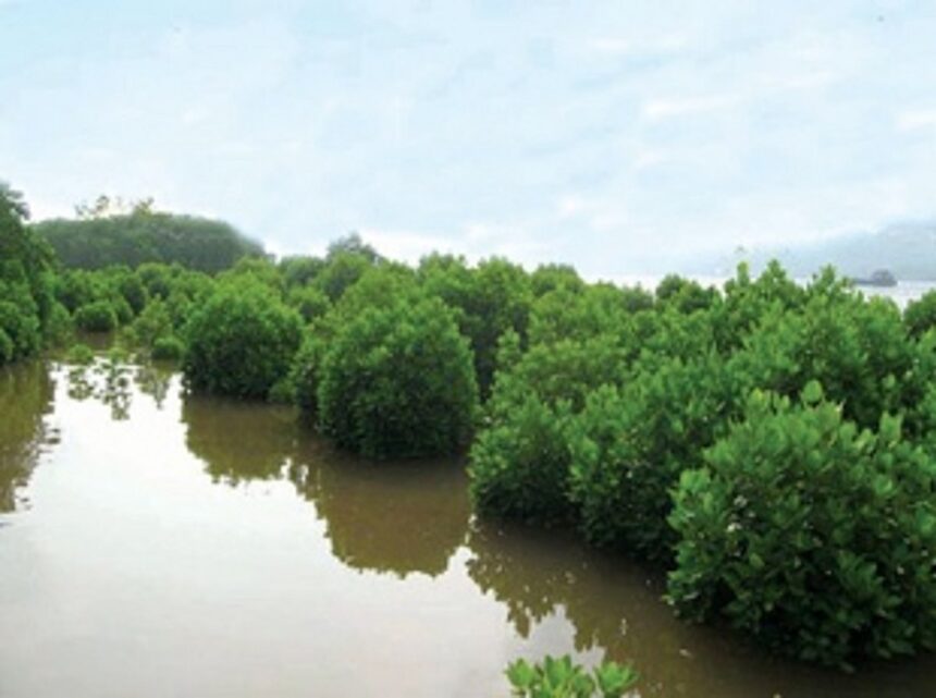 Fate of wetlands: mangroves as ‘bona fide’ colonisers of khazans