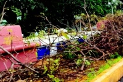 Fatorda locals slam delay in clearing tree branches left to rot on pavements