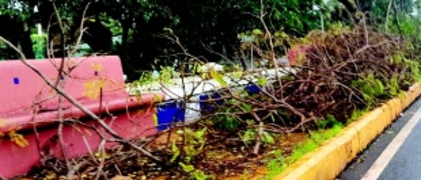 Fatorda locals slam delay in clearing tree branches left to rot on pavements