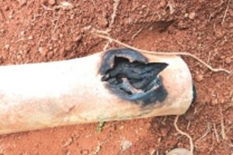 Faulty insulators and conductors to blame for frequent power outages in South Goa, claims Electricity Department