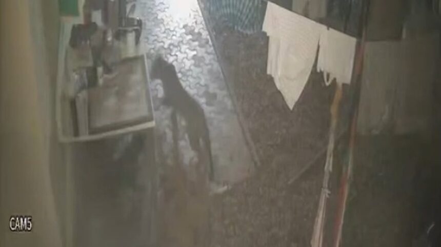 Fear among Malpem, Sattari residents with leopard on the prowl