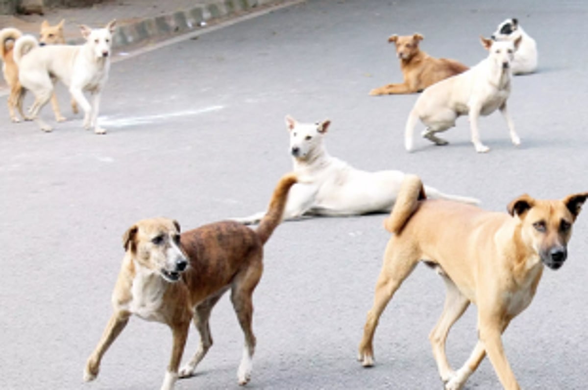 Fear grips Bicholim locals due to stray dog menace