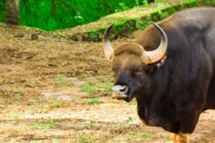 Fear grips Gommal residents as wounded bison found moving freely