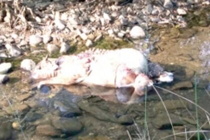 Fear grips Latambarcem  as wild cat kills cattle