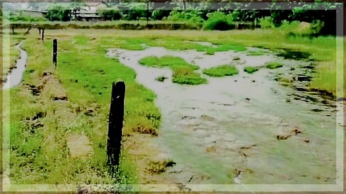 Filthy water fouls agri fields in Cuncolim