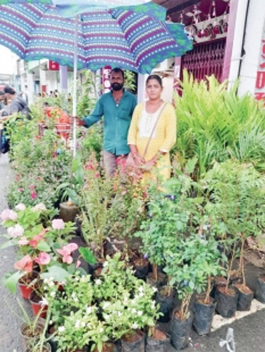 Find your green thumb this monsoon