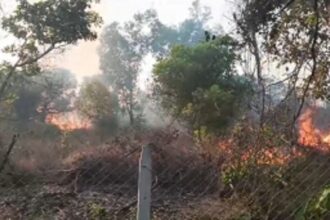 Fire Engulfs Cashew Plantation in Nadora, Bardez; Prompt Response Prevents Further Damage