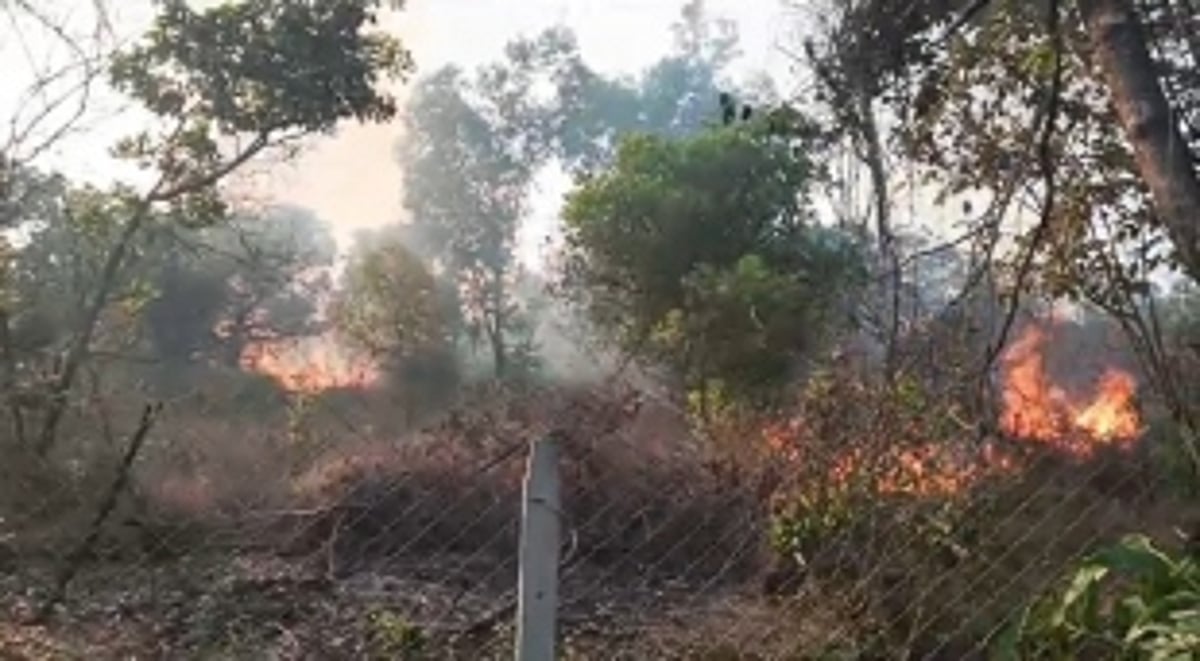 Fire Engulfs Cashew Plantation in Nadora, Bardez; Prompt Response Prevents Further Damage