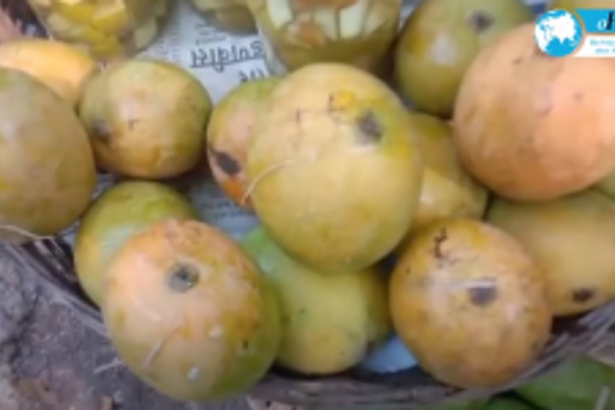 First Mancurade Mango is back but with a hefty price tag