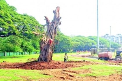 First felled for Smart City works, 200-year-old  banyan tree now translocated at Campal