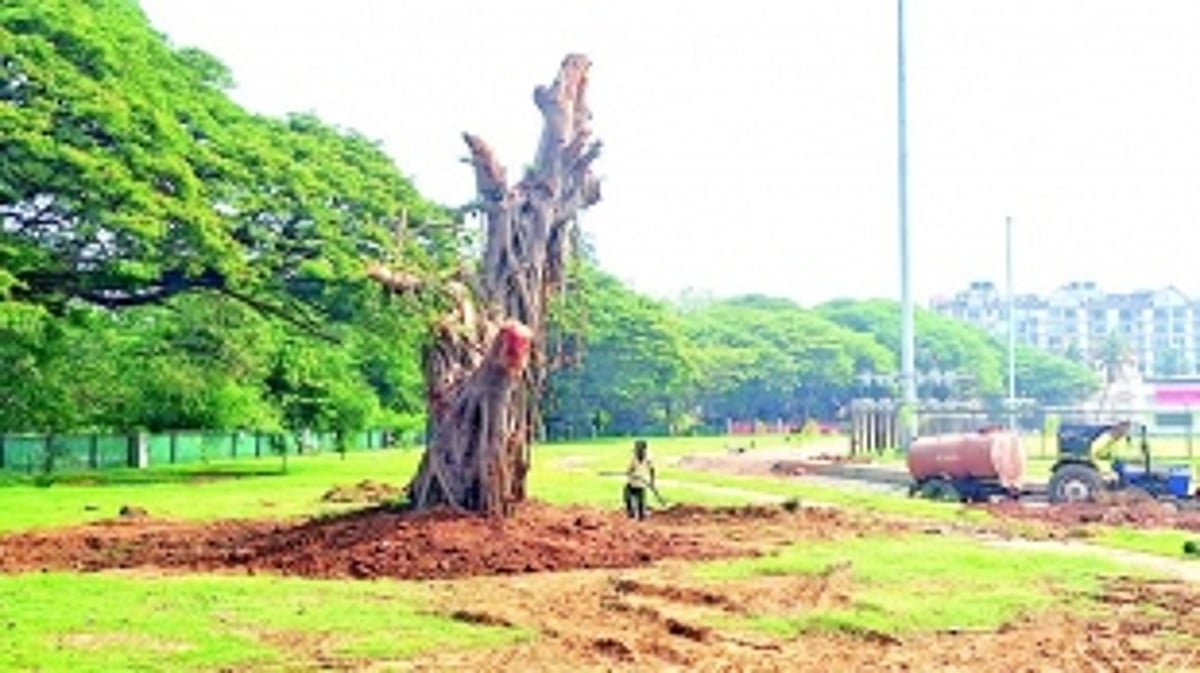 First felled for Smart City works, 200-year-old  banyan tree now translocated at Campal