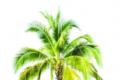 Fish, Veggies & Coconuts: ARE THEY OURS?