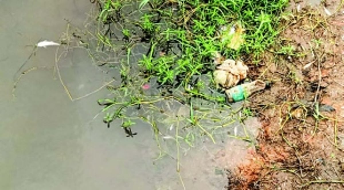 Fish float belly-up in Areal water body, locals blame scrapyard for pollution