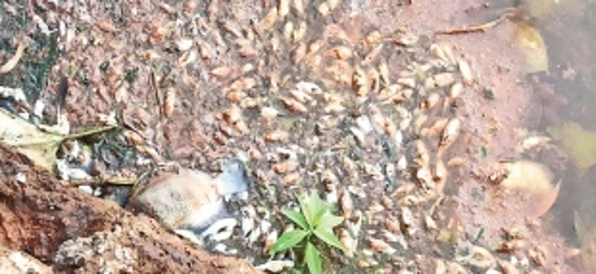 Fish found dead in ‘khazan’ area at Loutolim