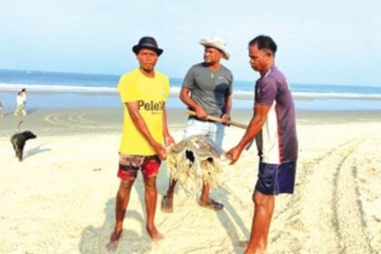 Fisherfolk express anguish after three turtles wash up dead on Benaulim beach, call on govt to check pollution