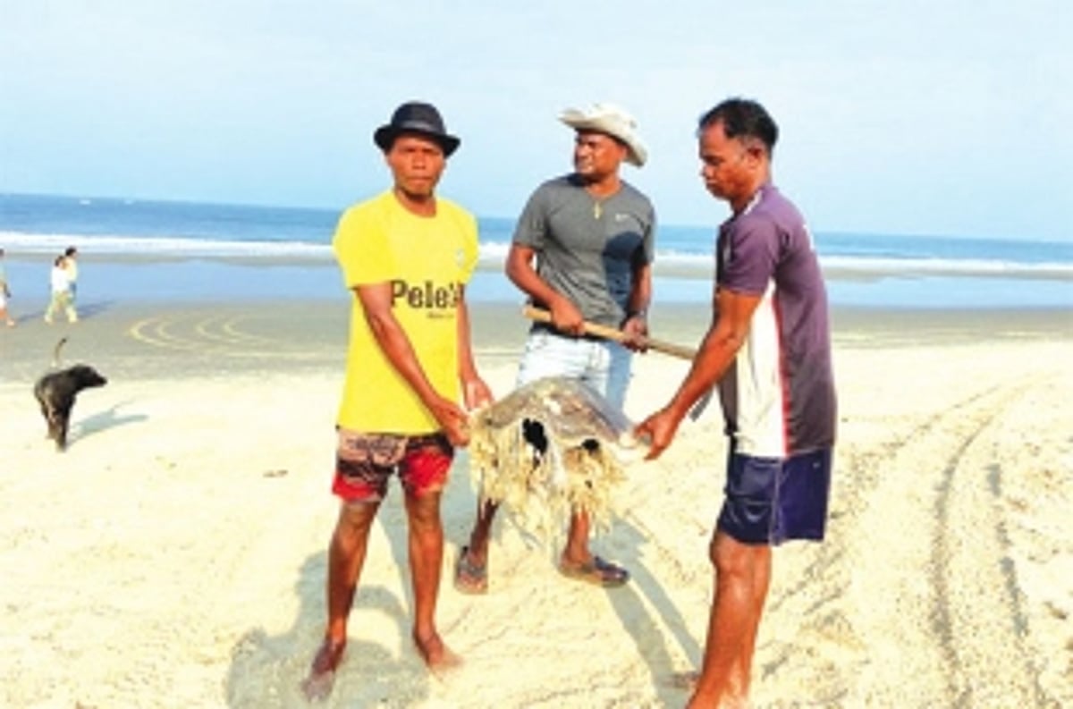 Fisherfolk express anguish after three turtles wash up dead on Benaulim beach, call on govt to check pollution