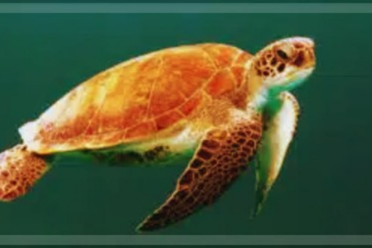Fishermen Rescue Distressed Sea Turtle off Mobor Coast, Hand Over to Forest Officials