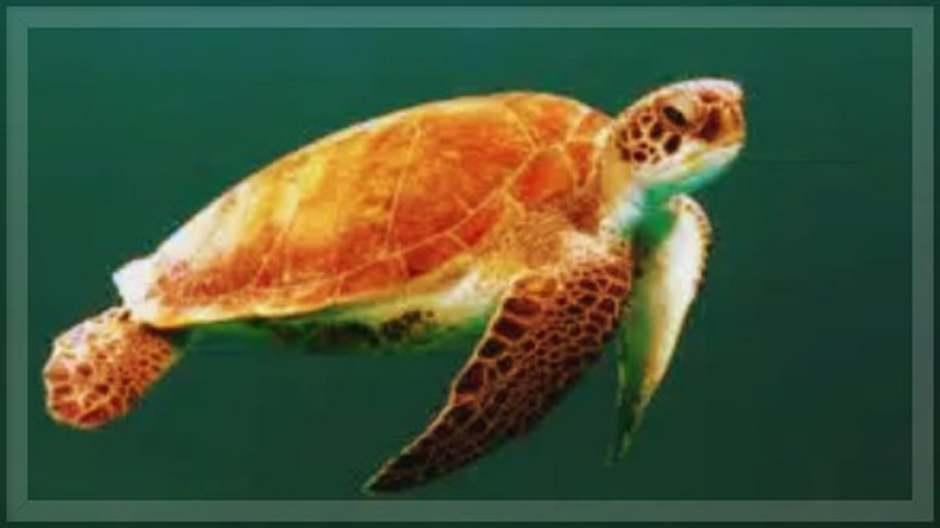 Fishermen Rescue Distressed Sea Turtle off Mobor Coast, Hand Over to Forest Officials 1 Fishermen Rescue Distressed Sea Turtle off Mobor Coast, Hand Over to Forest Officials