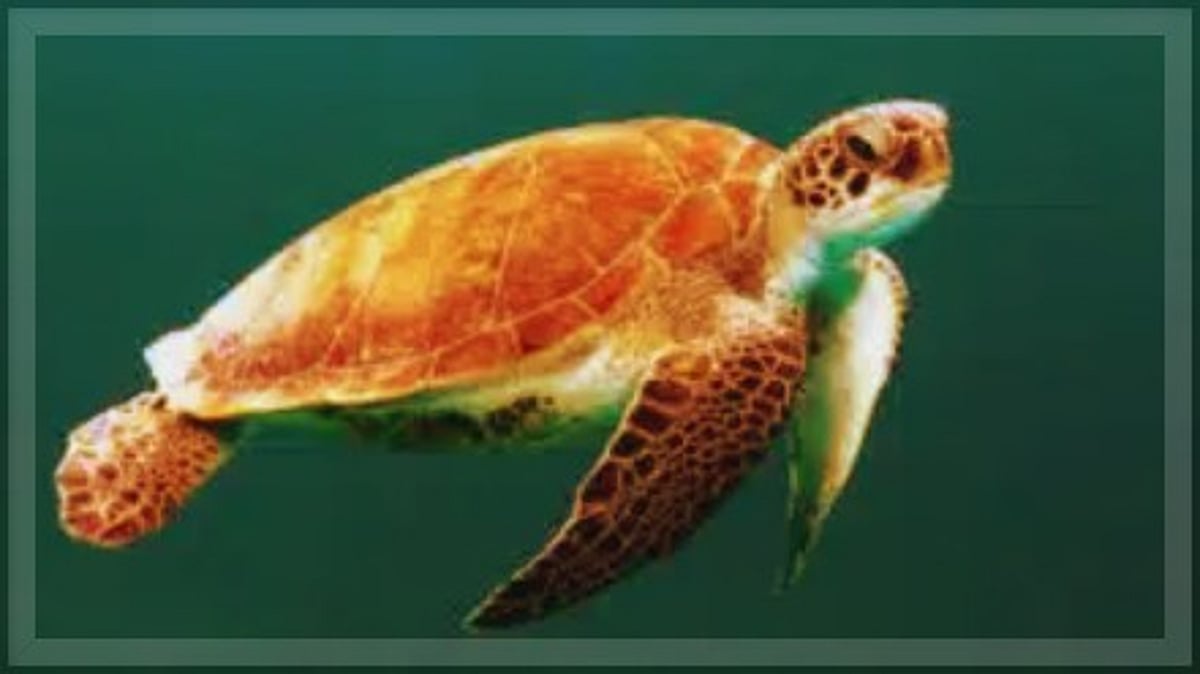 Fishermen Rescue Distressed Sea Turtle off Mobor Coast, Hand Over to Forest Officials