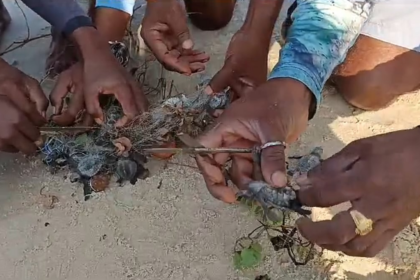 Fishermen Rescue  Turtle Hatchlings Trapped in a Fishing Net