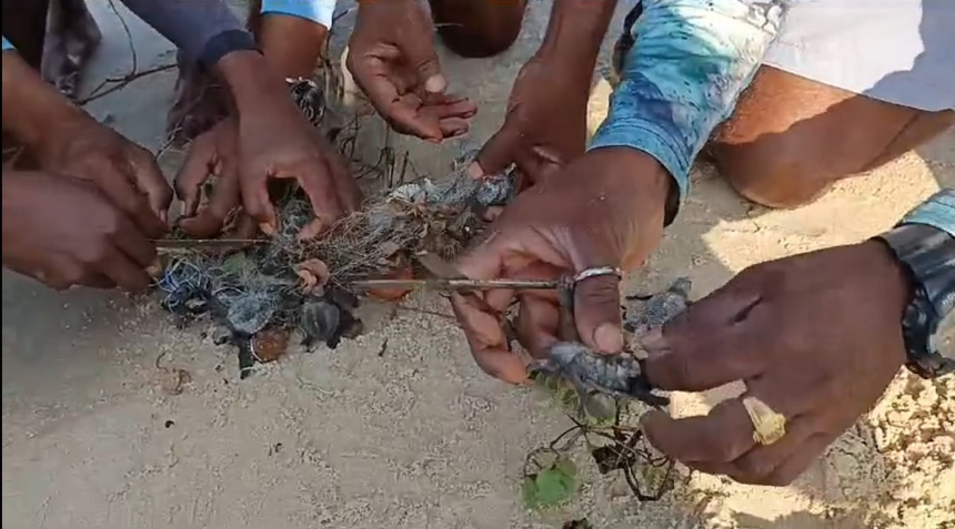 Fishermen Rescue Turtle Hatchlings Trapped in a Fishing Net 1 Fishermen Rescue Turtle Hatchlings Trapped in a Fishing Net
