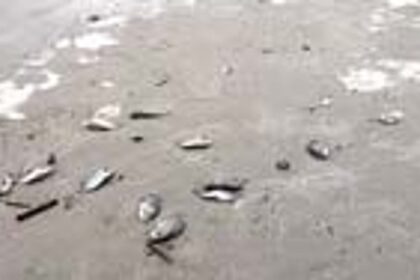 Fishermen in anguish after dead fish wash up on Velsao beach again