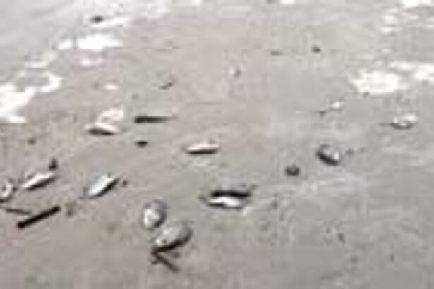 Fishermen in anguish after dead fish wash up on Velsao beach again