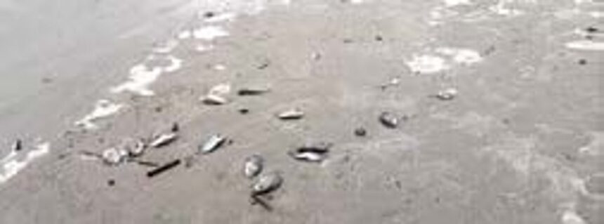 Fishermen in anguish after dead fish wash up on Velsao beach again