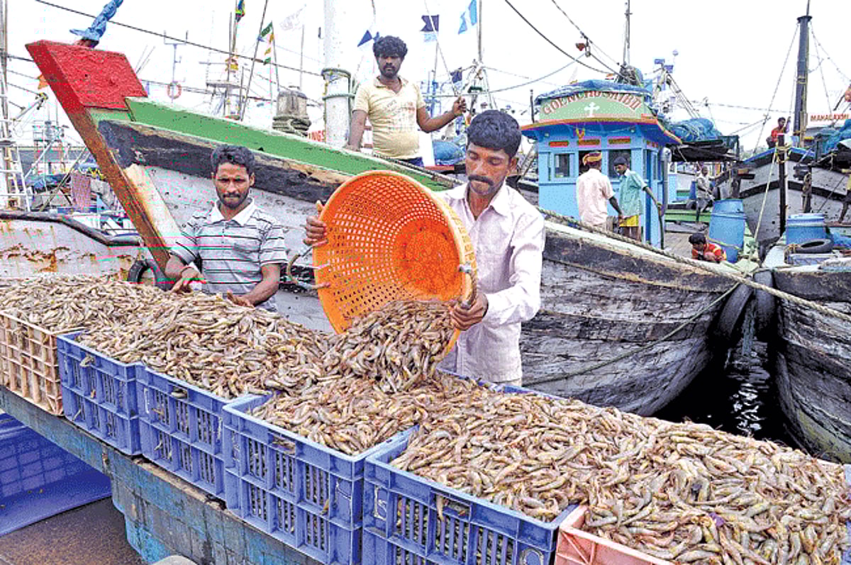 Fishermen unload solar shrimps from a trawler at Malim jetty, on Friday.