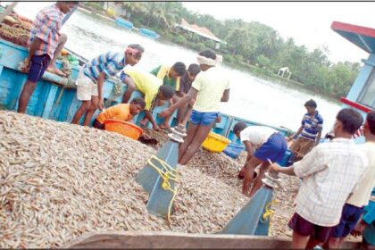 Fishermen with the prized solar shrimps