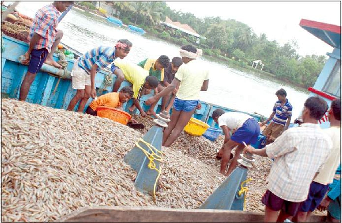 Fishermen with the prized solar shrimps
