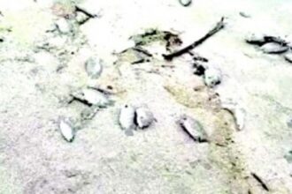 Fishers’ association demands review of factory’s effluent treatment plant