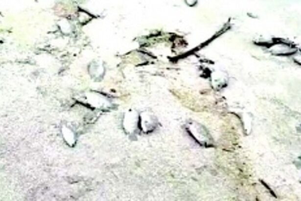 Fishers’ association demands review of factory’s effluent treatment plant